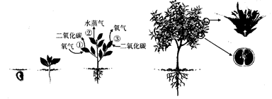 爆笑动画电影《愤怒的小鸟2》上线热度不减 网络播放量居高不下-ng南宫(图4) 南宫娱乐